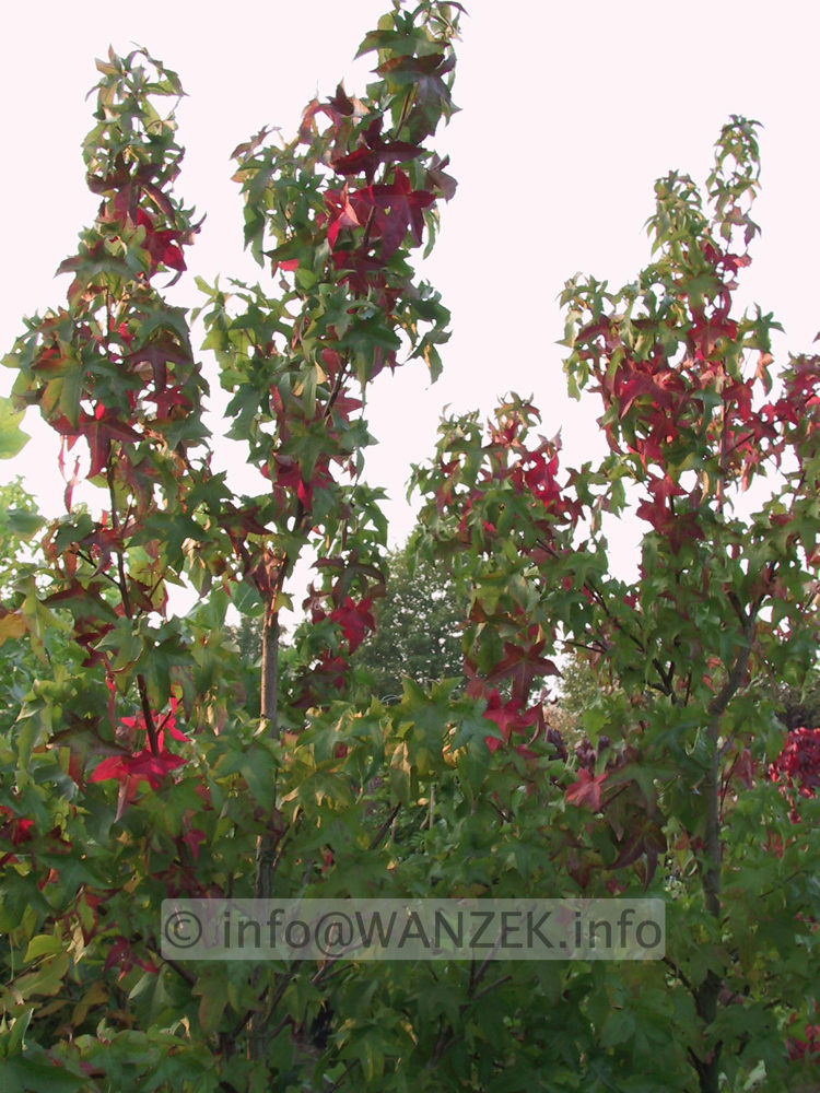 Liquidambar styraciflua - beginnende Herbstf..JPG